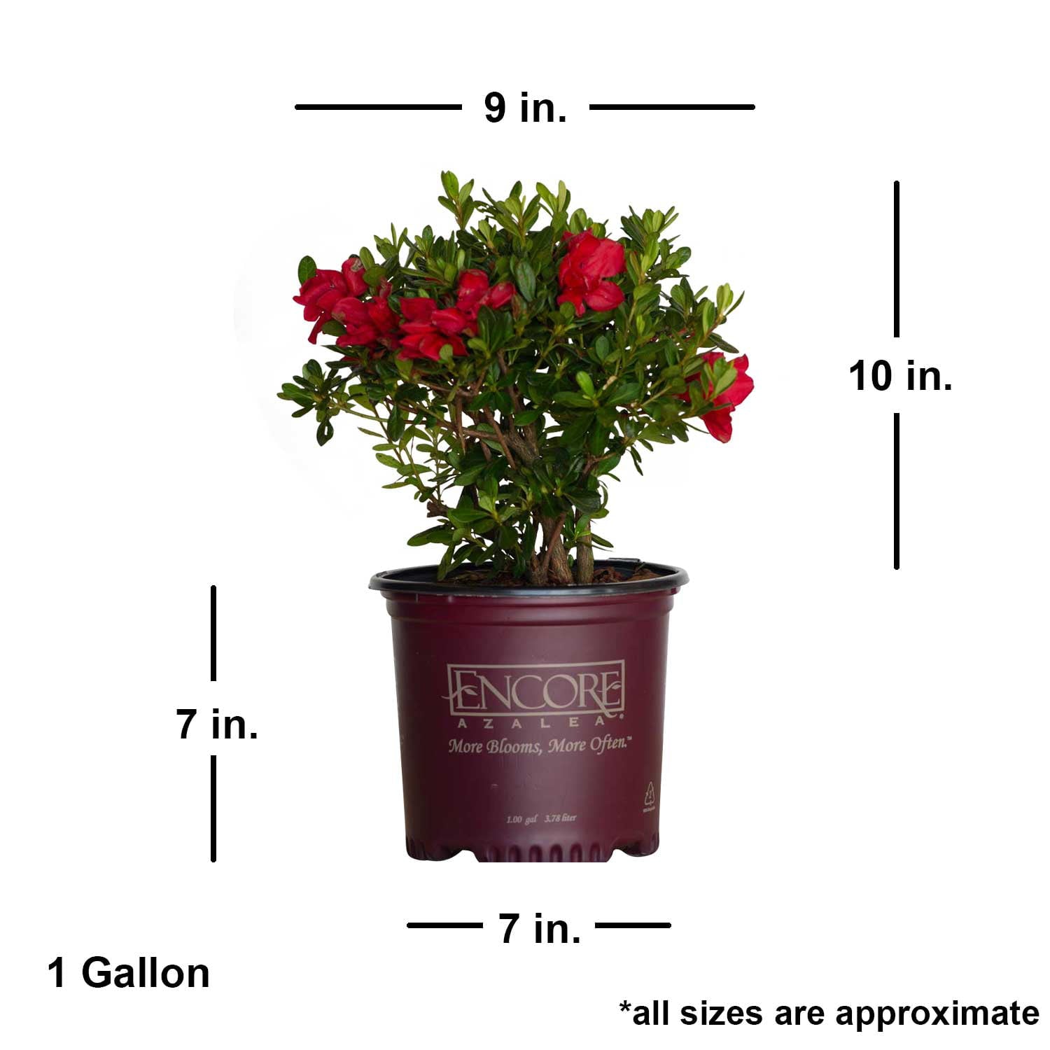 Encore Azalea Autumn Bonfire (1 Gallon) Red Flowering Shrub - Full Sun Live Outdoor Plant