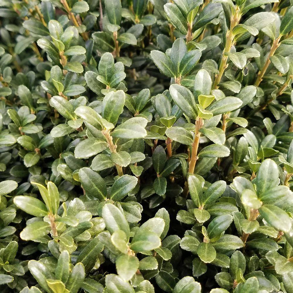 FLOWERWOOD 2.5 Qt. Sky Pencil Japanese Holly(Ilex) Live Plant Upright Growth Habit 3120Q