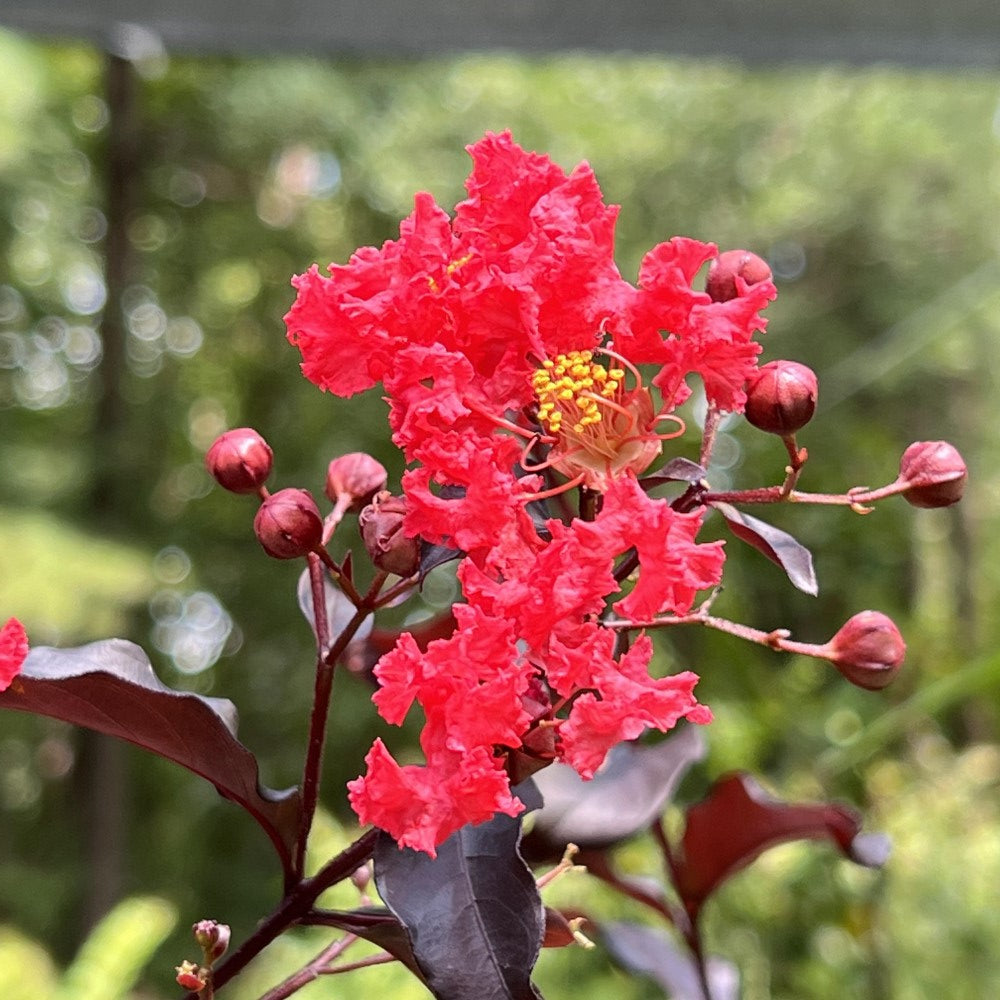 Center Stage Red Crape Myrtle Tree