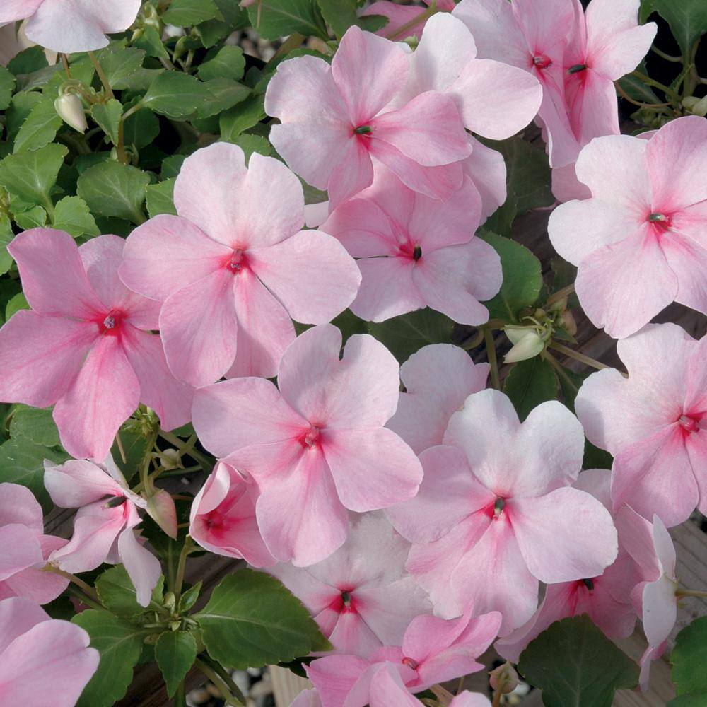 10.75 in. Pink Impatiens Hanging Basket 10360