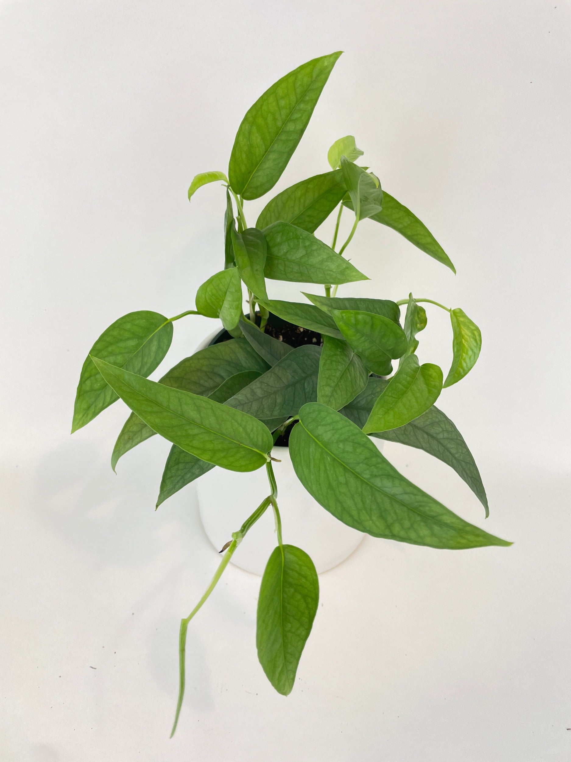 Epipremnum Pinnatum ‘Cebu Blue’ Pothos