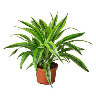 Lemon Surprise (Dracaena Deremensis) Plant in 6 in. Grower Pot 6_DRACAENA_LEMON.LIME