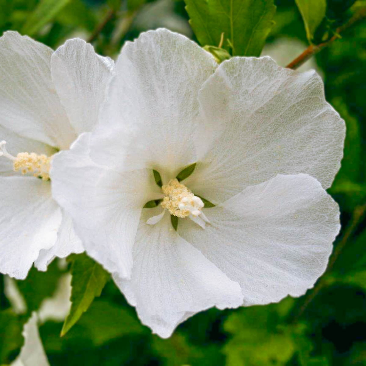 Diana Rose of Sharon Althea Dormant Bare Root Flowering Starter Shrub (1-Pack)