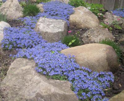 Classy Groundcovers - Veronica peduncularis 'Georgia Blue'，  'Oxford Blue'， 'Cambridge Blue'; Veronica umbrosa 'Georgia Blue'， 'Oxford Blue'， 'Cambridge Blue' {25 Pots - 3 1/2 inch Square}