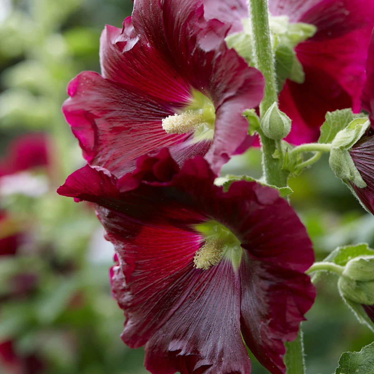 Van Zyverden Hollyhocks Alcea Rosea Red Set of 5 Roots Red Full Sun