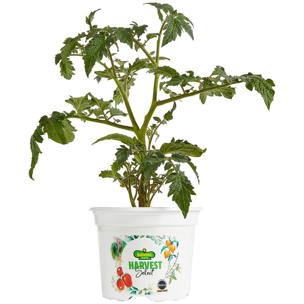 BONNIE PLANTS HARVEST SELECT 25 oz. Little Napoli Patio Roma Tomato Plant 715339321718