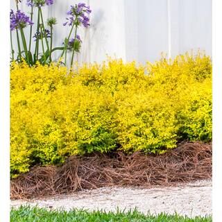 SOUTHERN LIVING 2 Gal. Sunshine Ligustrum Evergreen Shrub Bright Golden-Yellow Foliage 39532