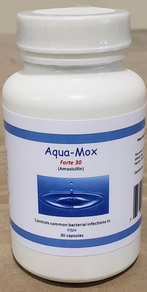 Midland Vet Services Aqua-Mox Forte 500 mg Fish Capsules， 30 count