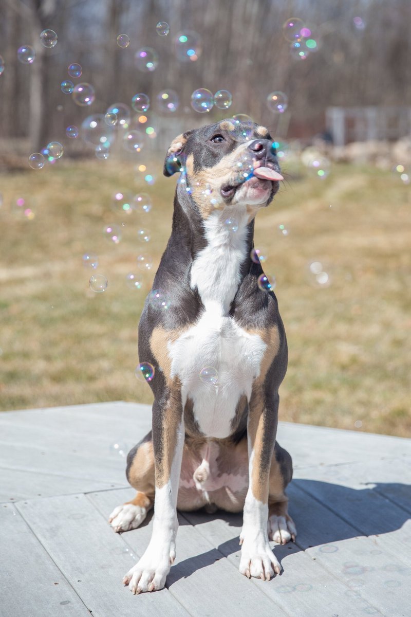 Pet Qwerks Incredibubbles for Dogs