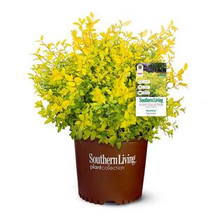 SOUTHERN LIVING 2 Gal. Sunshine Ligustrum Evergreen Shrub Bright Golden-Yellow Foliage 39532