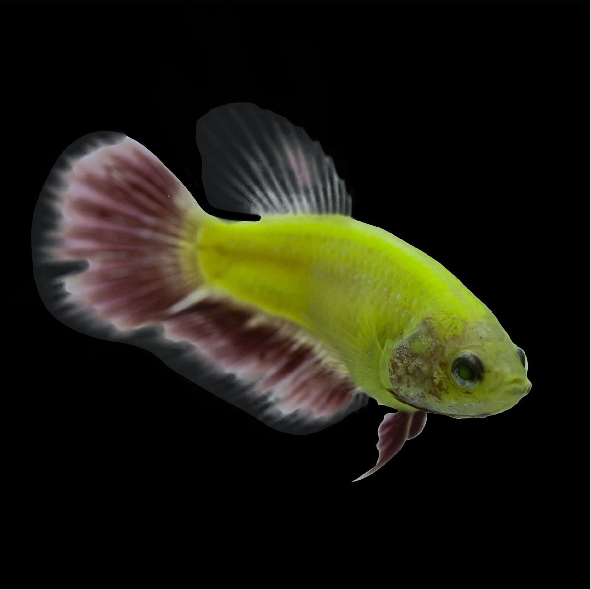 GloFish Betta Aquarium Water Balance， 2-oz bottle