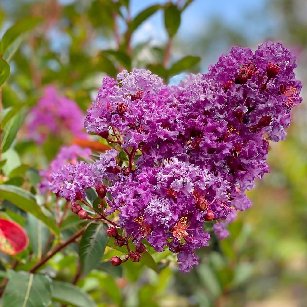 SOUTHERN LIVING 7 Gal. Miss Sandra Crape Myrtle Tree CRMMSA07G