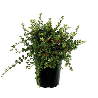 2.5 Qt. Cranberry Cotoneaster Live Shrub with Beautiful Red Winter Berries O208001