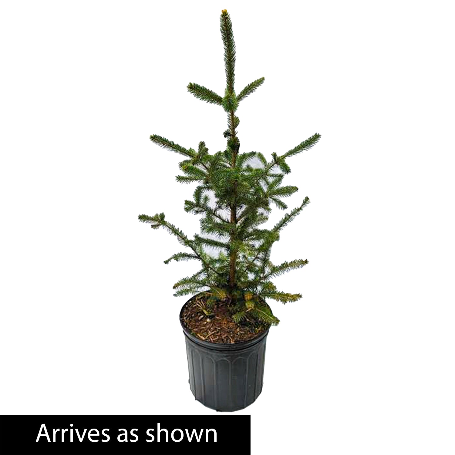 Black Hills Spruce Live Evergreen Tree grown in a 2.50 Quart Pot (1-Pack)