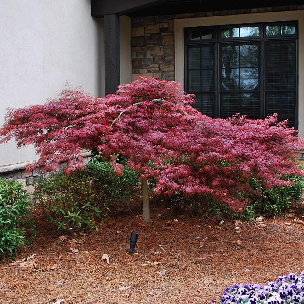 Red Dragon Japanese Maple Tree