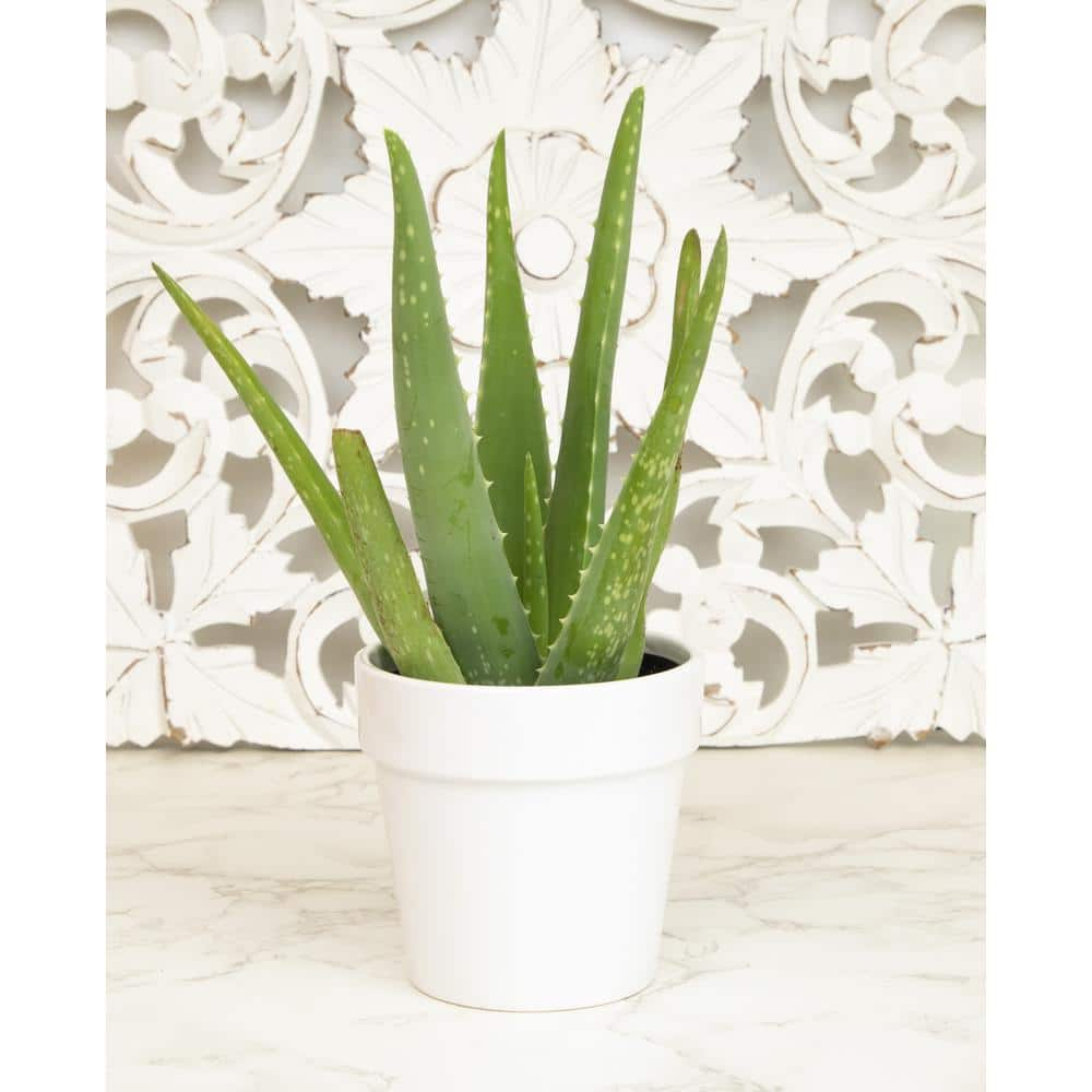 ALTMAN PLANTS 9 cm Aloe Vera Succulent in White Glazed Clay Pot 0872539