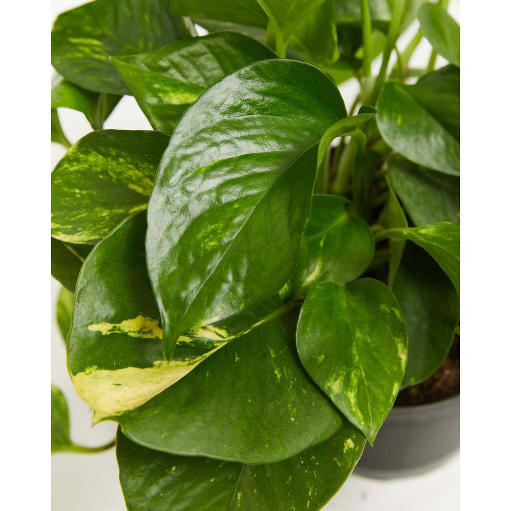 LIVELY ROOT 8 in. Hanging Golden Pothos (Epipremnum aureus) Plant in Grower Pot LRGLDNP8