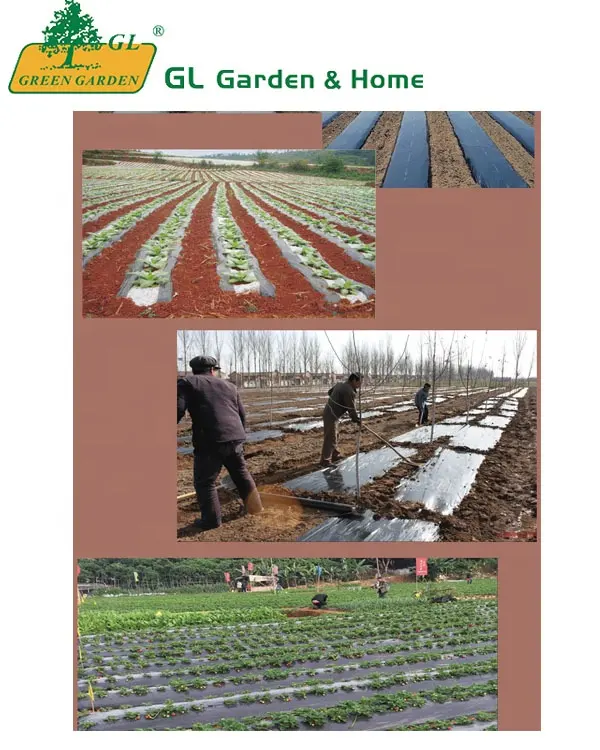 Mulch Film Outdoor Plant Covers Perforated Polythene For Agriculture Ground Cover