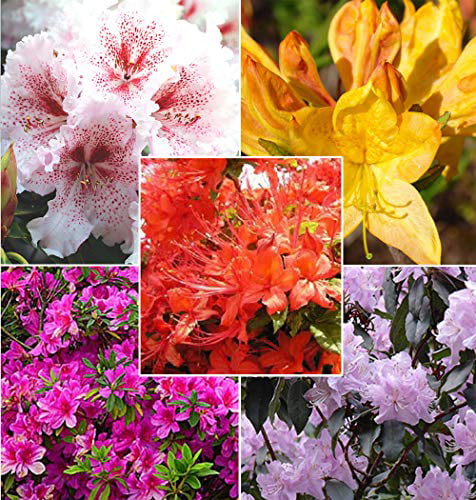 30+ Mixed Azalea Rhododendron simsii Seeds Schlippenbachii Bush Shrub Flowers Plant