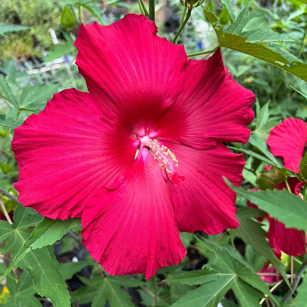 Lord Baltimore Hibiscus