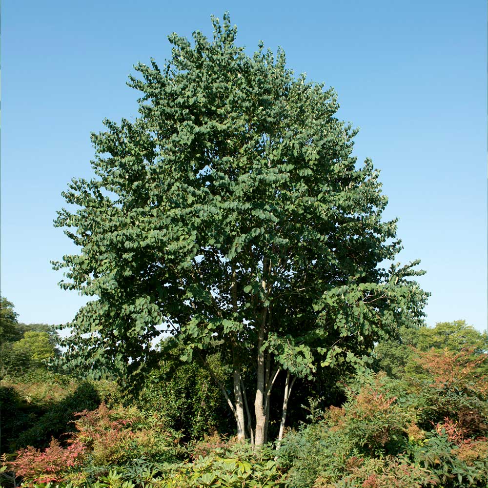 Katsura Tree