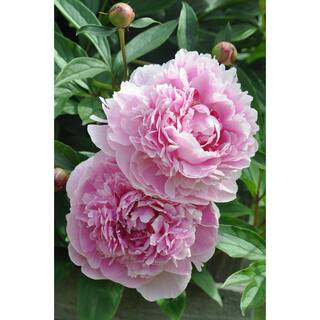 BELL NURSERY 2 Gal. Sarah Bernhardt Peony (Paeonia) Live Shrub with Pastel Pink Double Blooms PEONY2SBP1PK