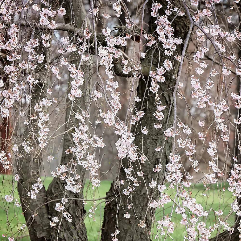 7 Gal. Weeping Yoshino Cherry CHFYWE07G