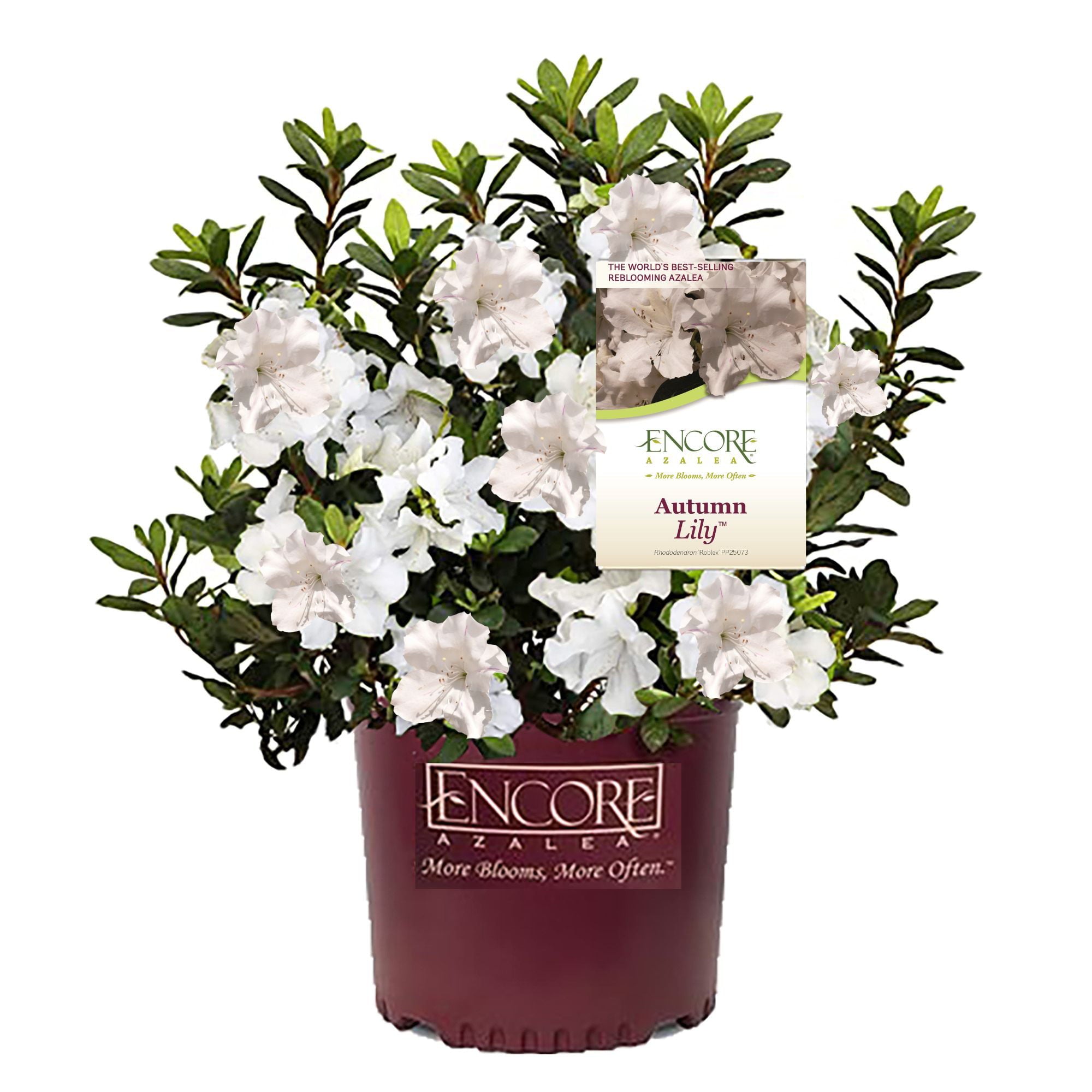 Azalea Encore Autumn Lily Live Shrubs (3 Gallon)