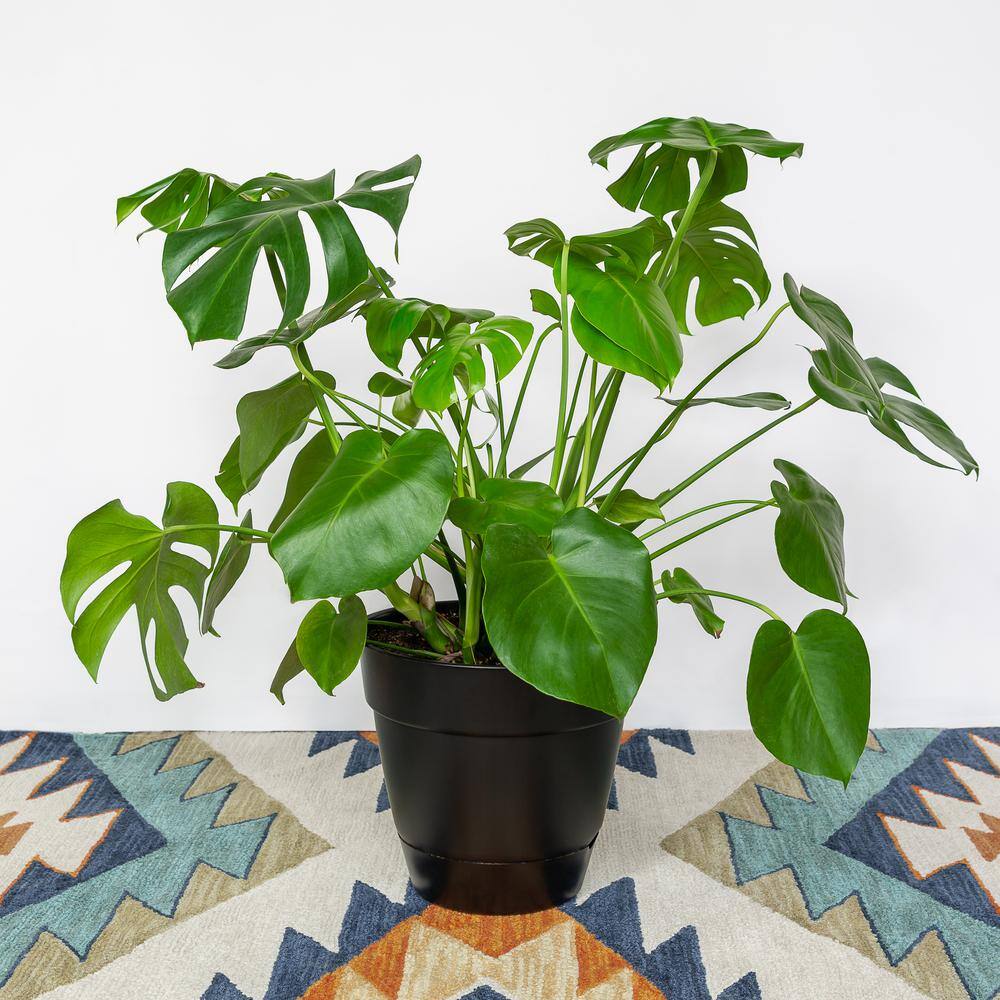 national PLANT NETWORK 10 in. Monstera Swiss Cheese Plant HD7670