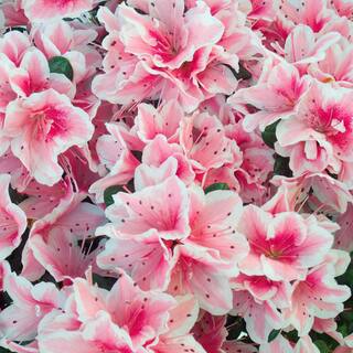 national PLANT NETWORK 2.5 qt. Azalea Conversation Piece Flowering Shrub with Pink Blooms HD7033