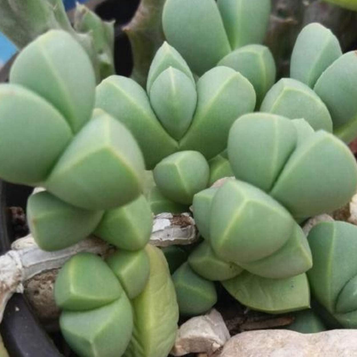 Live Succulent Plants Fully Rooted in 2