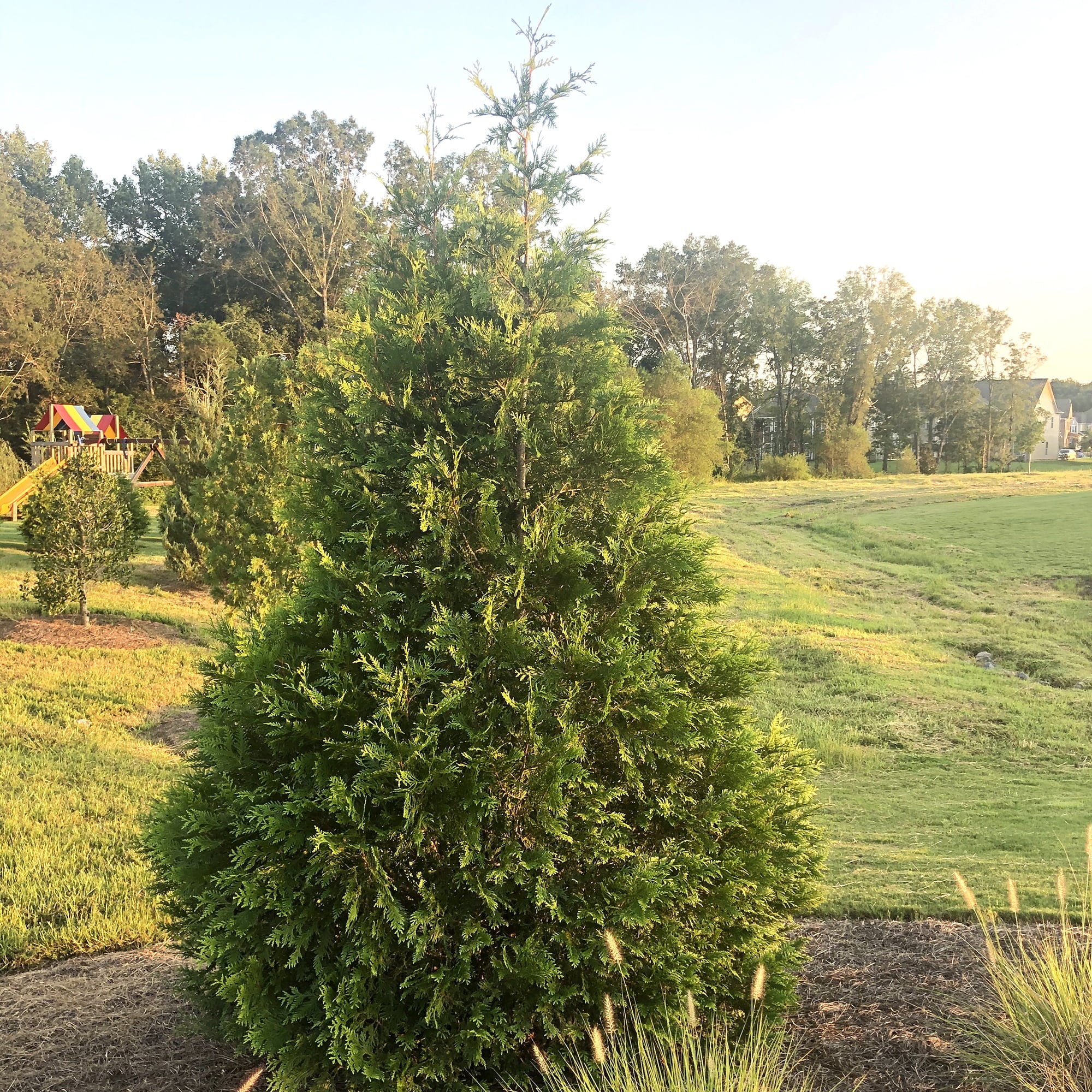 Green Giant Arborvitae Shrub 2.25 Gallon