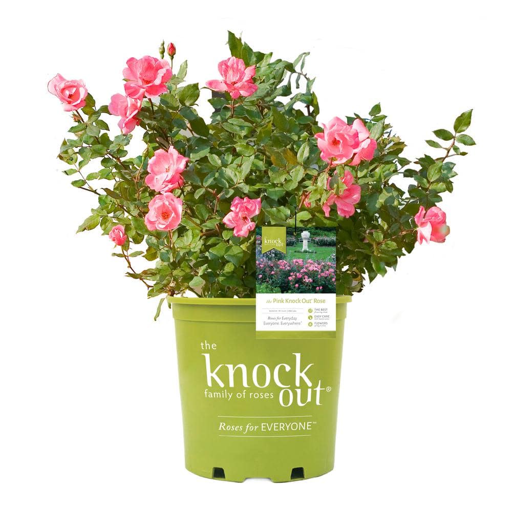 KNOCK OUT 2 Gal. Pink Knock Out Rose Bush with Pink Flowers 14472