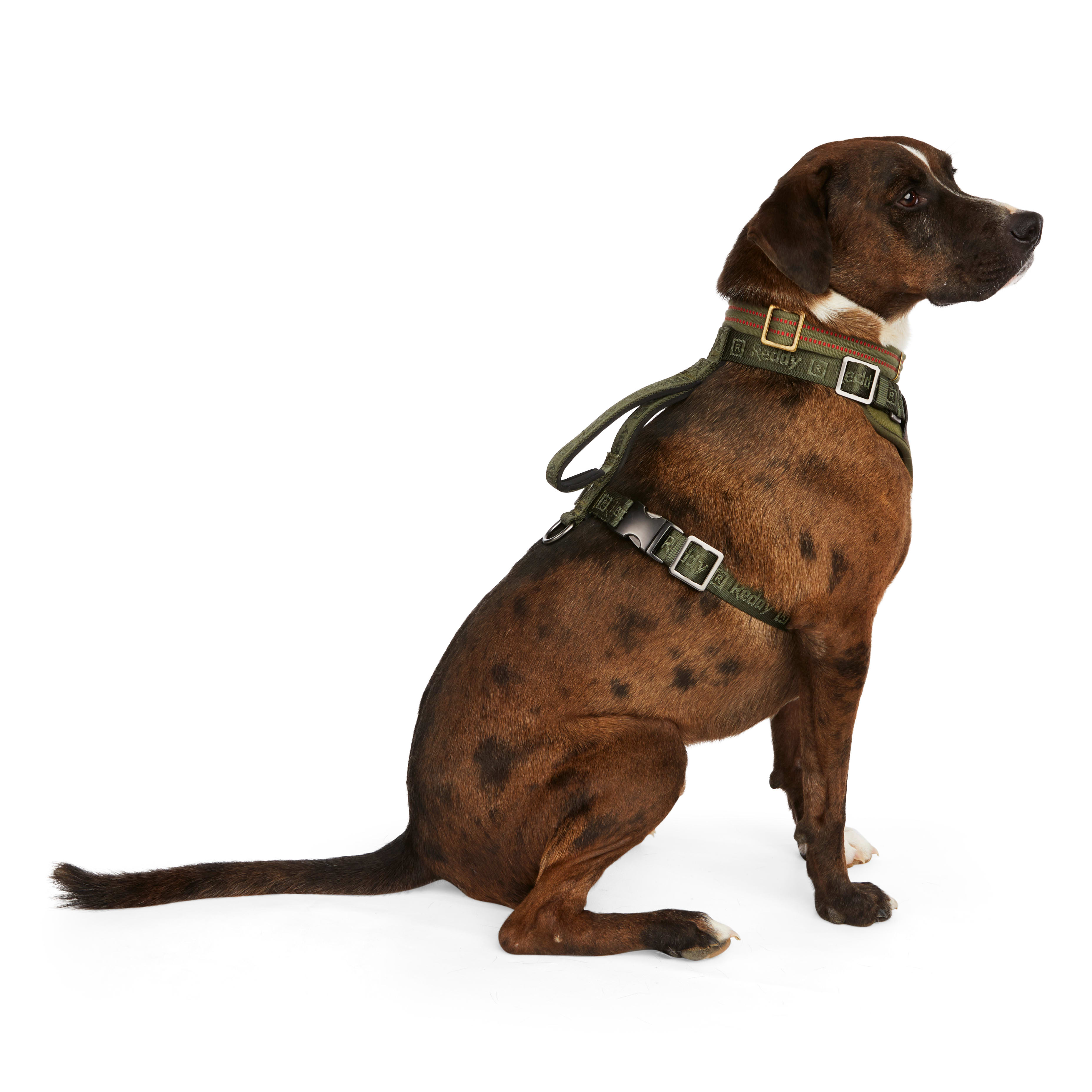 REDDY Olive Jacquard Dog Harness， Medium