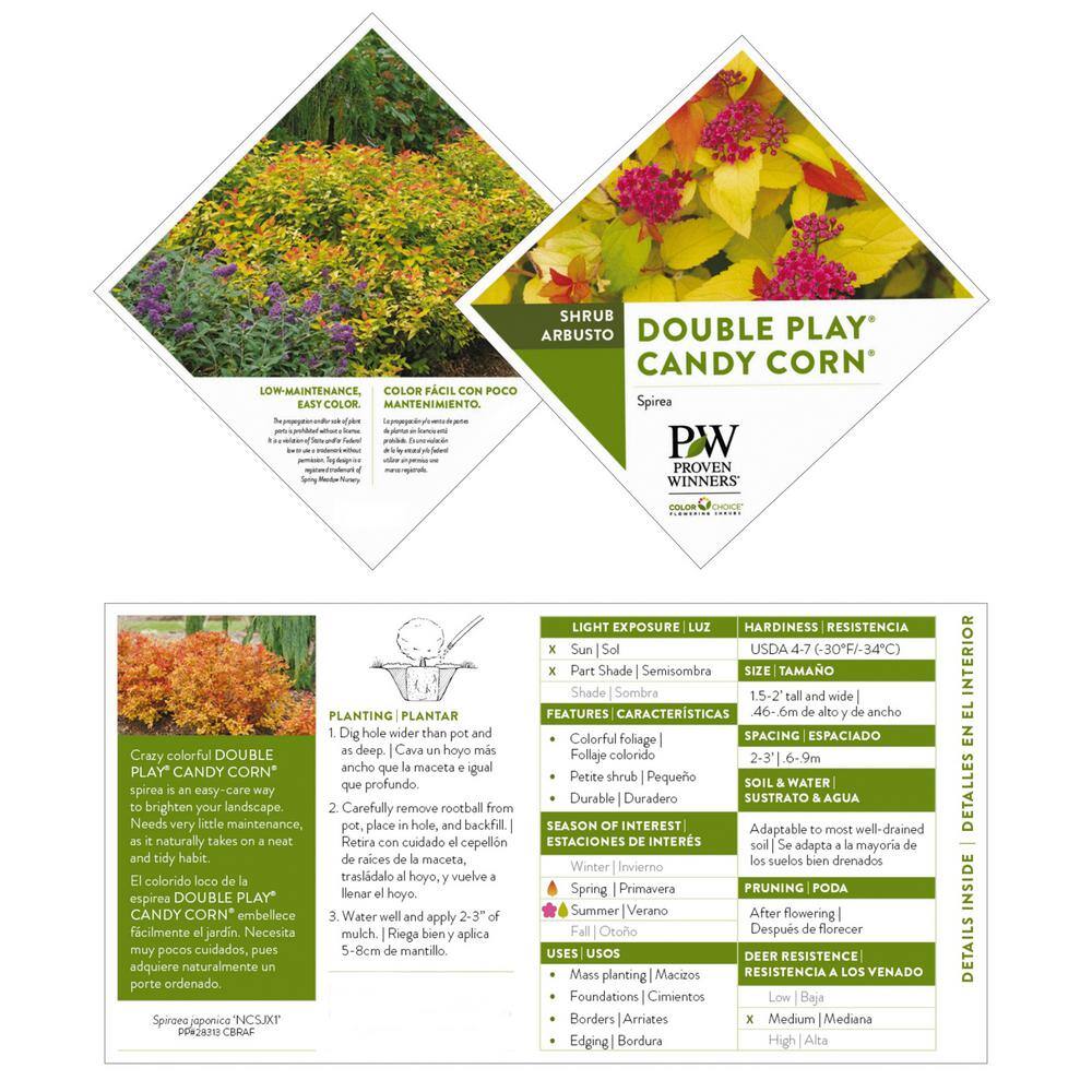 PROVEN WINNERS 2 Gal Double Play Candy Corn Spirea Shrub with Purple Flowers 16870