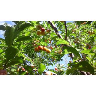Online Orchards 3 ft. Bubblegum 'Toka' Plum Tree FTPL006