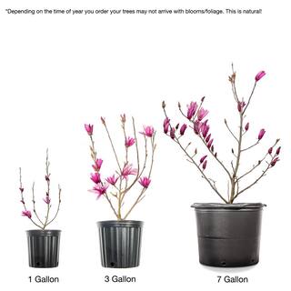1 Gal. Ann Magnolia (2-Pack) THD00152