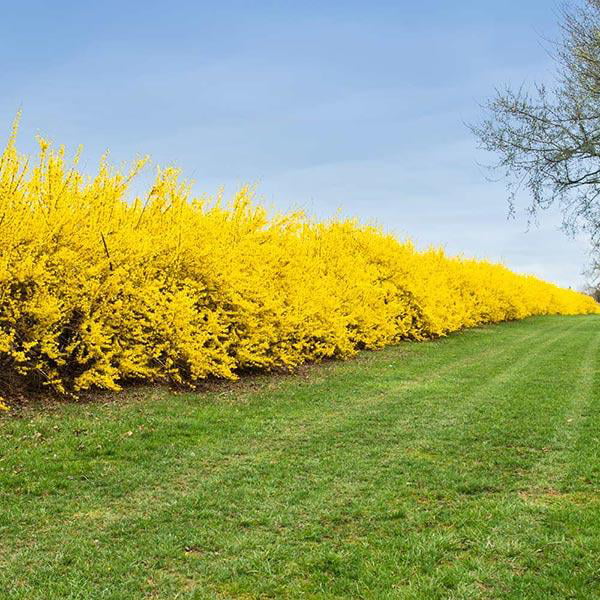 Lynwood Gold Forsythia Shrub - Full to Partial Sunlight