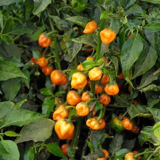 Bonnie Plants 11.8 oz. Pepper-Habanero 3100