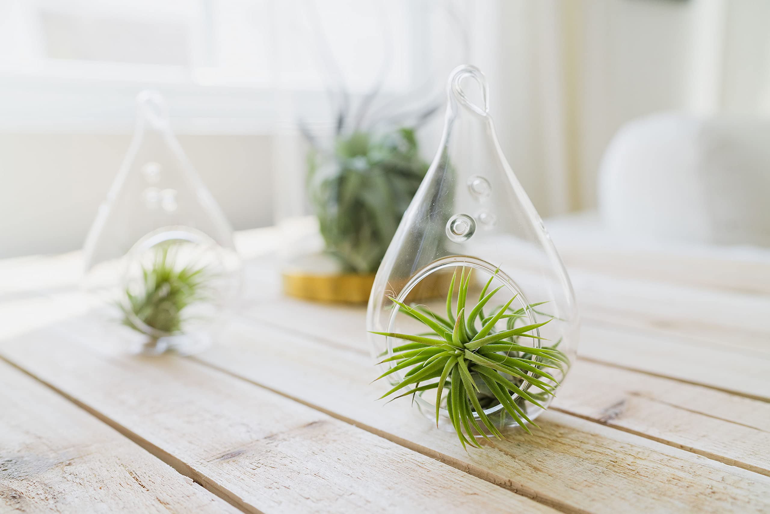 Pack of Classic Air Plants Variety - Live Succulent House Plants - Available in Wholesale and Bulk - Home and Garden Decor - Easy Care Indoor and Outdoor Plants (Pack of 5)