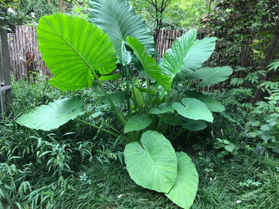 Upright Jurassic Elephant Ear Giant Premium Caladium Bulbs