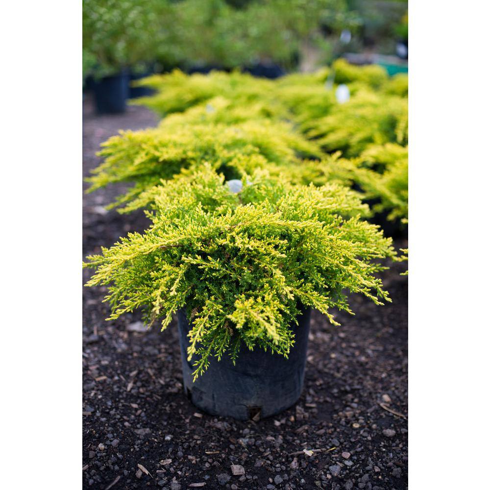 Online Orchards 1 Gal. Old Gold Juniper Shrub (2-Pack) CFJP005