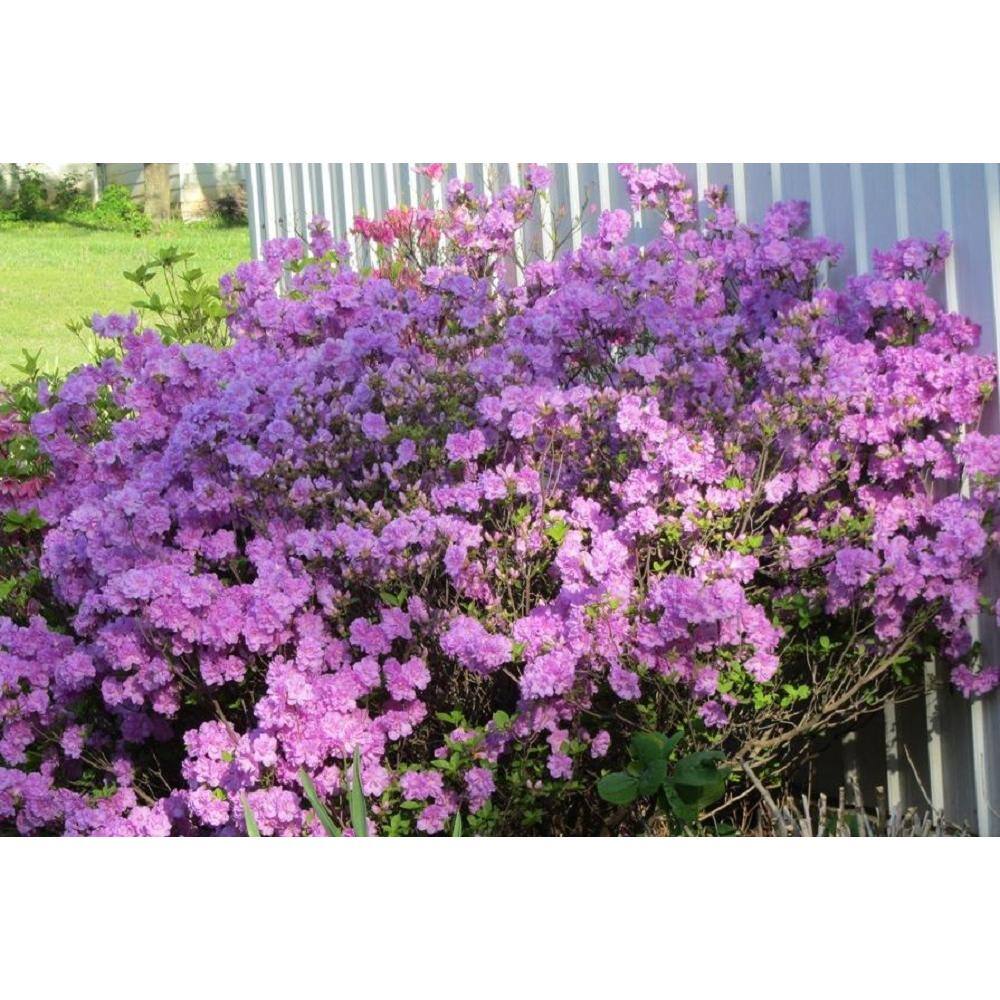 BELL NURSERY 1 Gal. Elsie Lee Azalea Live Shrub Lavender Flowers (3-Pack) AZLEA1LEE3PK
