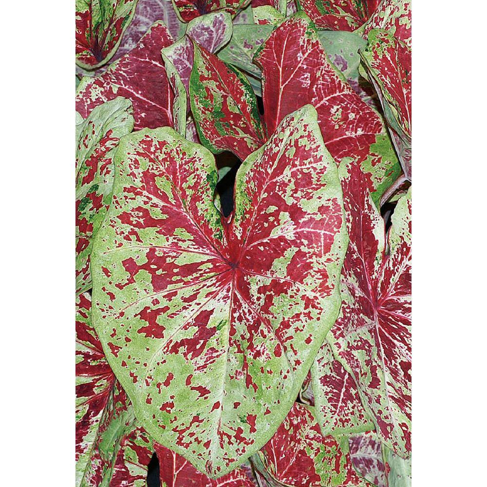 PROVEN WINNERS 1 qt. Caladium 'Raspberry Moon' Annual Live Plant Red and Green foliage (4-Pack) PWCDM1RMR4PK