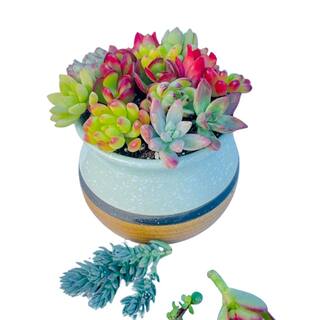 4 in. H Green Combination of Over 10 Succulents No Flowers Succulents008