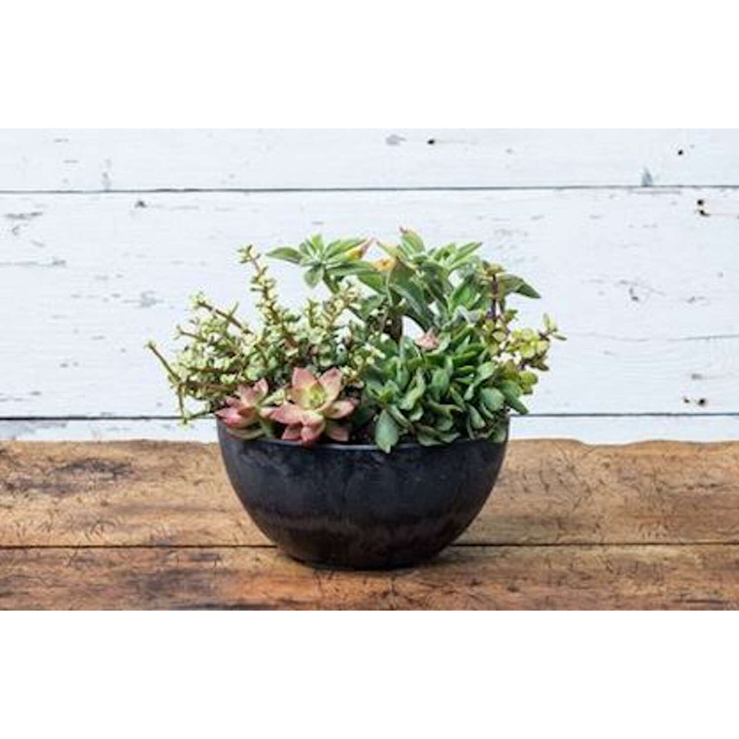 Novelty Artstone 4.8 in. H X 9.9 in. W X 9.9 in. D X 9.9 in. D Resin Napa Bowl Planter Black