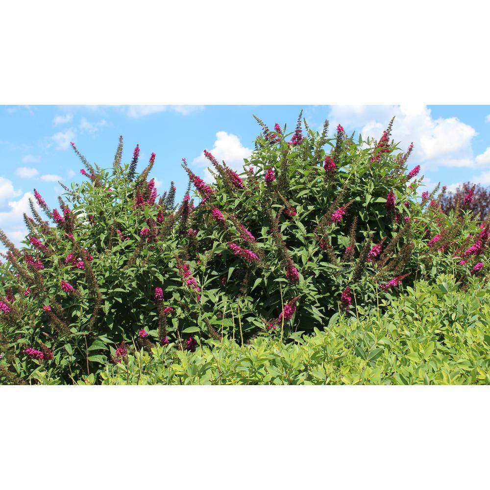 PROVEN WINNERS 1 Gal. Miss Molly Butterfly Bush (Buddleia) Live Shrub in Deep Pink Flowers BUDPRC1166101