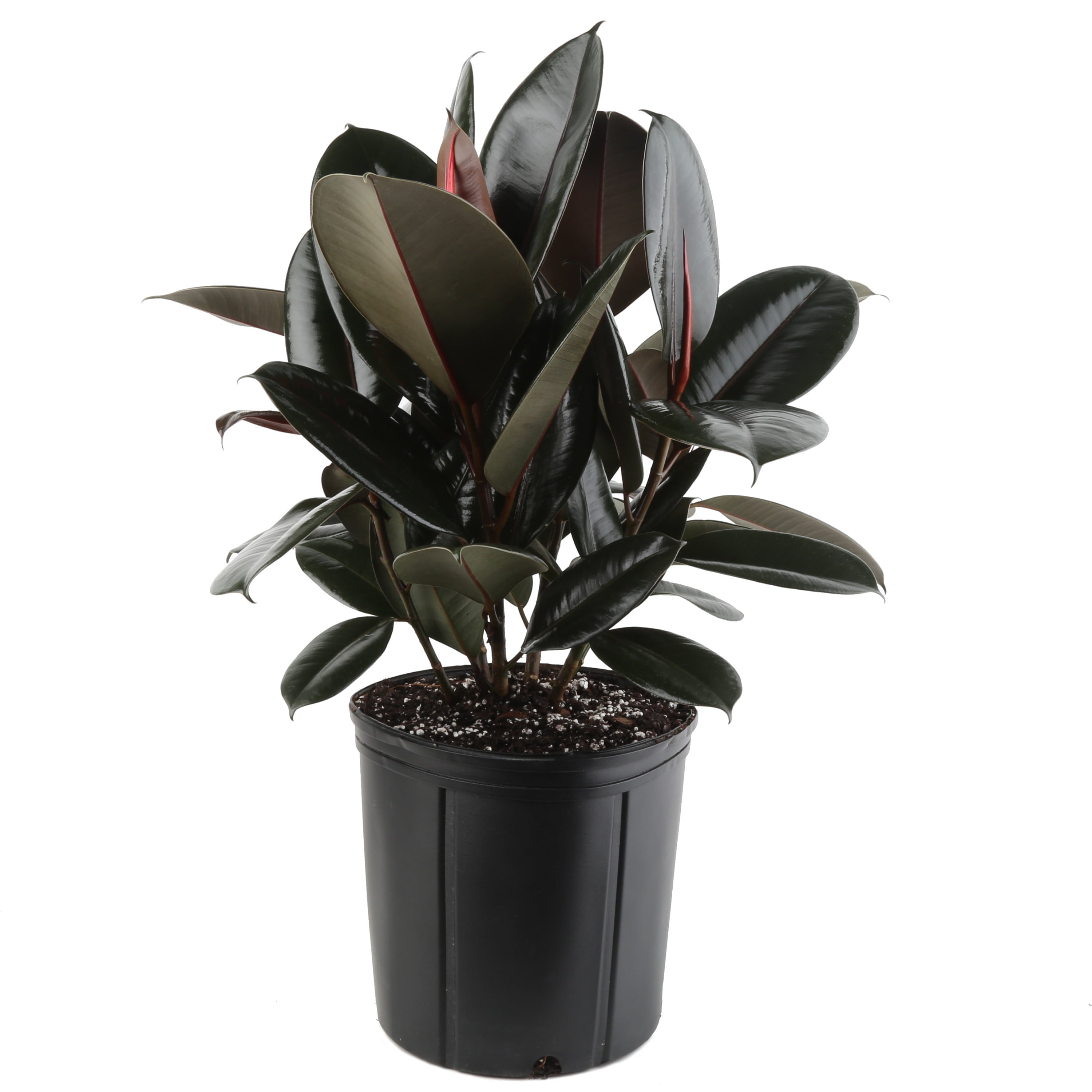 Costa Farms Live Indoor 22in Tall Burgundy Rubber; Bright， Indirect Sunlight Plant in 10in Grower Pot