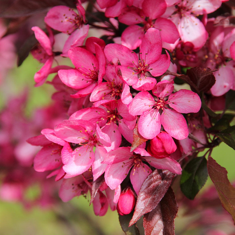 Royal Raindrops® Crabapple Tree