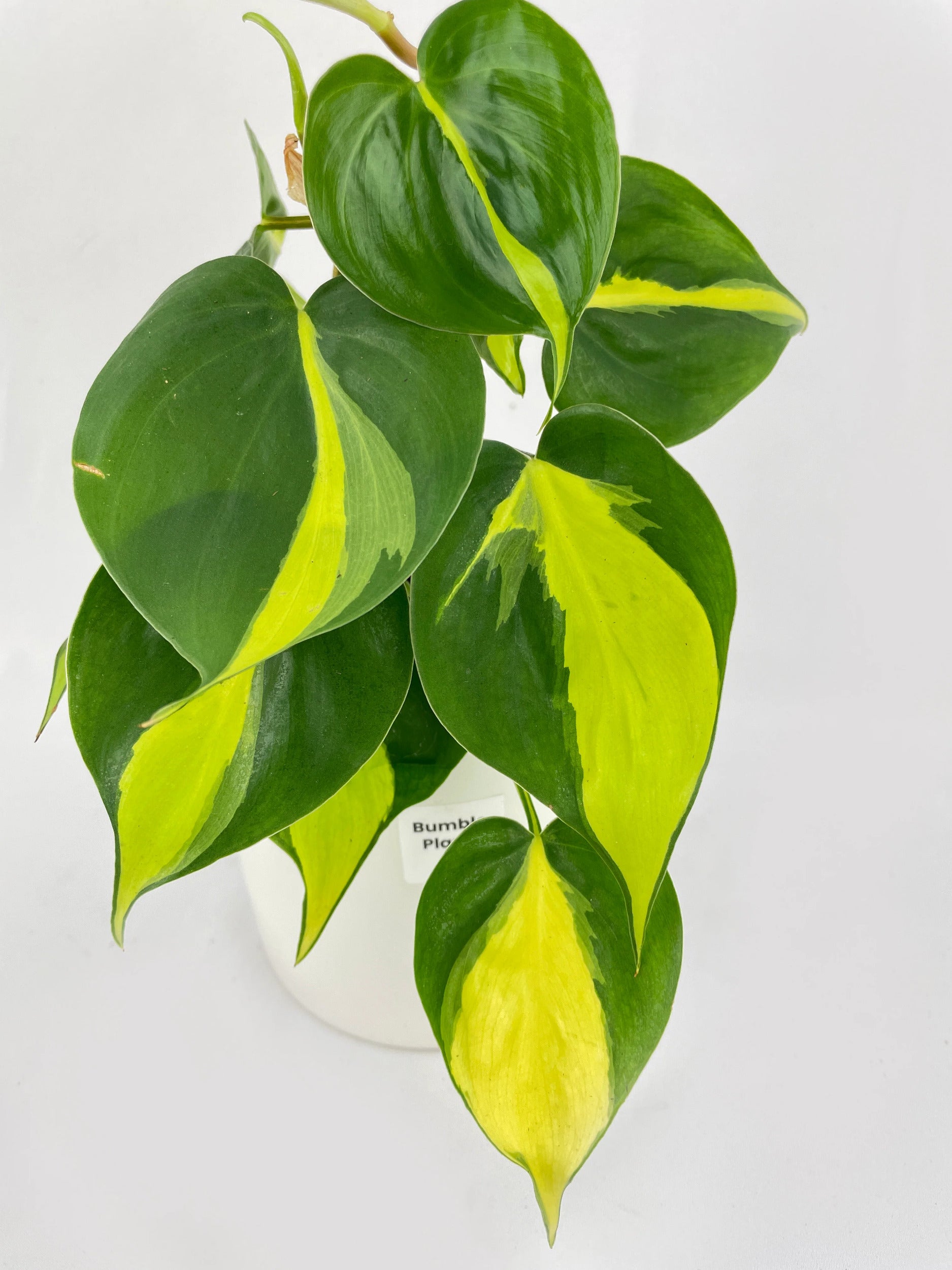 Philodendron Hederaceum Brasil